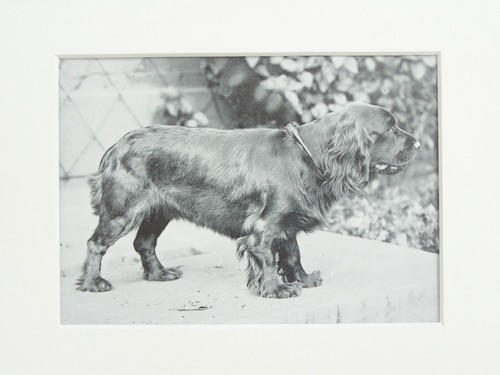 Sussex spaniel dog print - spaniel,