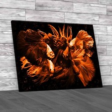 Vibrant Siamese Fighting Fish