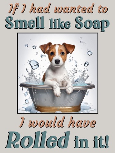 Jack russell terrier - jack, dog