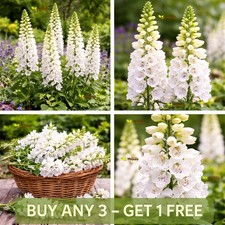 Foxglove White | 5 000 Seeds |
