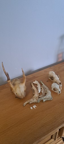 Genuine skull taxidermy - genuine,