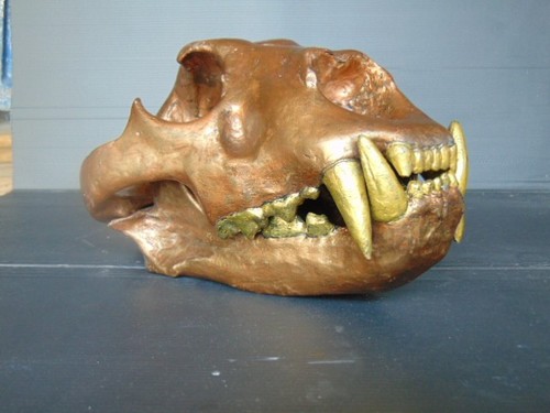 Cast resin lioness skull - cast,