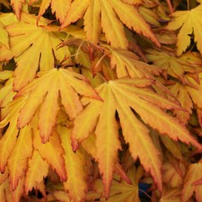 Acer palmatum 'Orange Dream' |
