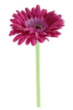 CERISE HOT PINK GERBERA DAISY