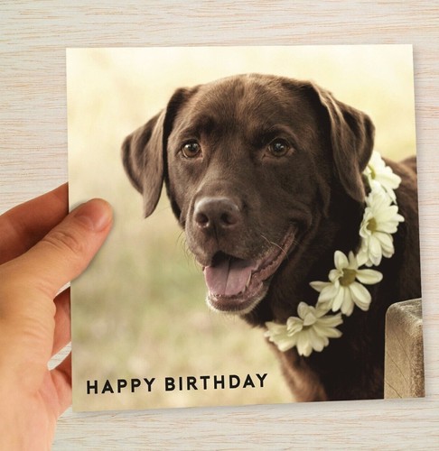Chocolate labrador birthday - labrador,