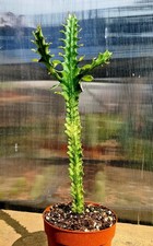 Euphorbia Trigona Variegated |