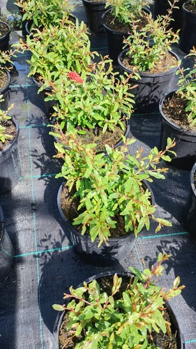 Dwarf pomegranate plant - pomegranate,