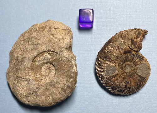 Two lovely jurassic ammonites - jurassic,