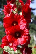 3 Hollyhock Alcea Red Summer