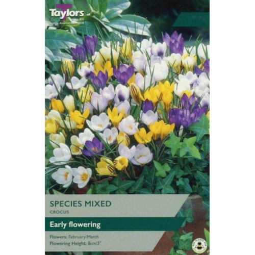 Taylors species mix - mix, crocus