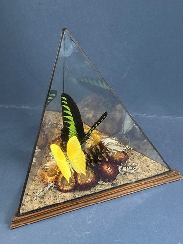 Vintage taxidermy butterfly - taxidermy,