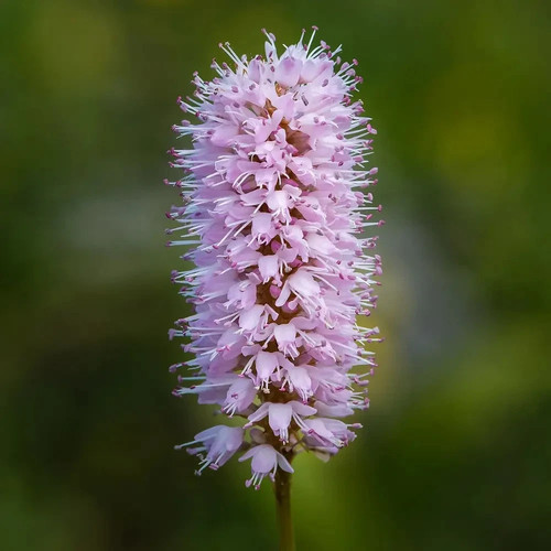 Bistorta officinalis bistort - officinalis, |