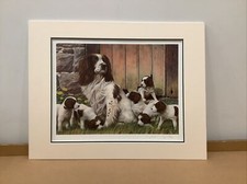 Nigel Hemming - Dads Army - Spaniels - Print Only Limited Edition No. 296/495