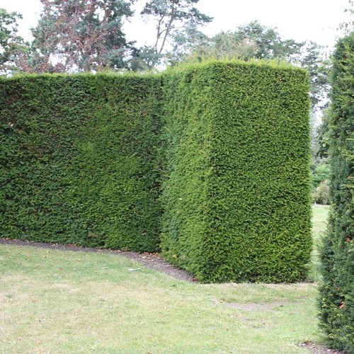 English yew conifer - tree, taxus
