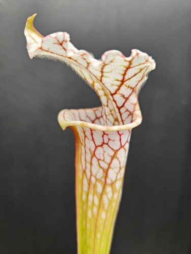 Sarracenia sylvia louise - sylvia,