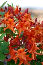 RED PEPPER~~Aromi Azalea