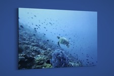 Artographie - Turtles in North