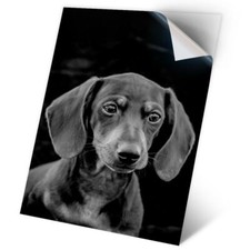 1 x Vinyl Sticker A2 - BW - Cute Dachshund Puppy Dog #35575