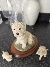 West Highland Terrier (Westie)