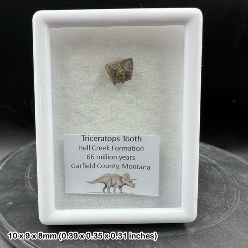 Triceratops dinosaur