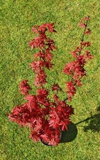 Acer Palmatum Twombly's Red