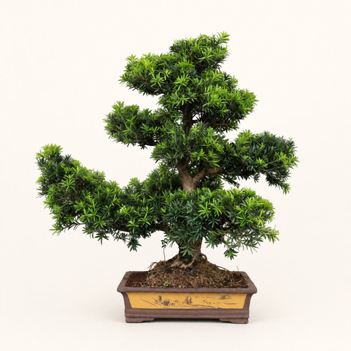 Buddhist pine podocarpus - buddhist, (podocarpus