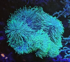 Toadstool Leather Coral 