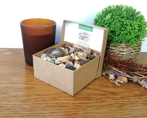 Authentic fossil box - authentic, box: