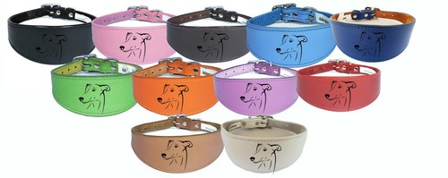 Sighthound italian greyhound - sighthound,