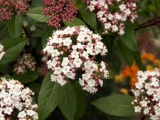 Viburnum tinus 'Spirit'