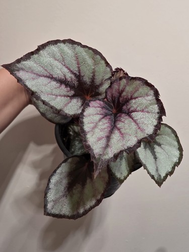 Begonia rex red heart - red,