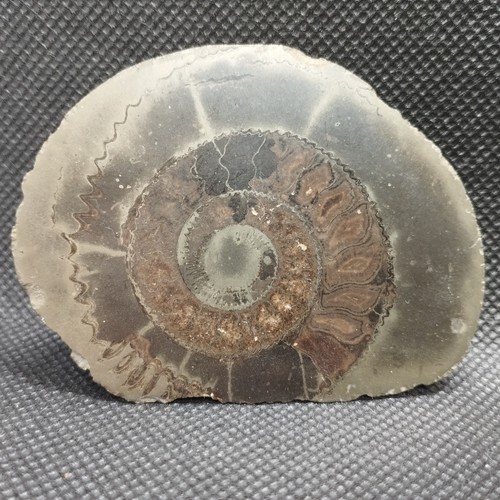 Polished ammonite half fossil - polished,
