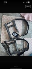 shetland pony headcollar