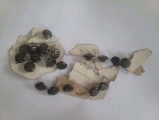 Antique Victorian Pressed Horn