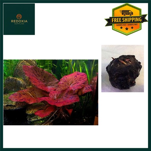 Live red tiger lotus aquarium - red,
