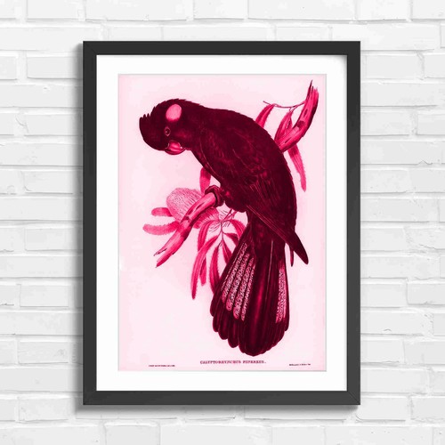 Vintage black cockatoo bird - vintage,