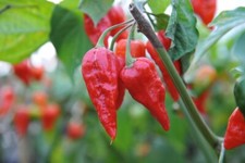 2x Pepper 'Dorset Naga' Plug Plants Vegetables Garden - 24HR DISPATCH