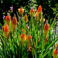 Kniphofia Uvaria / Red Hot