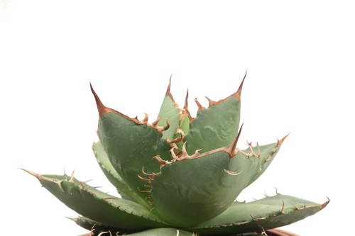 Agave titanota succulent - 'titanota',