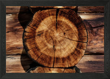 Wooden cut tree trunk Framed