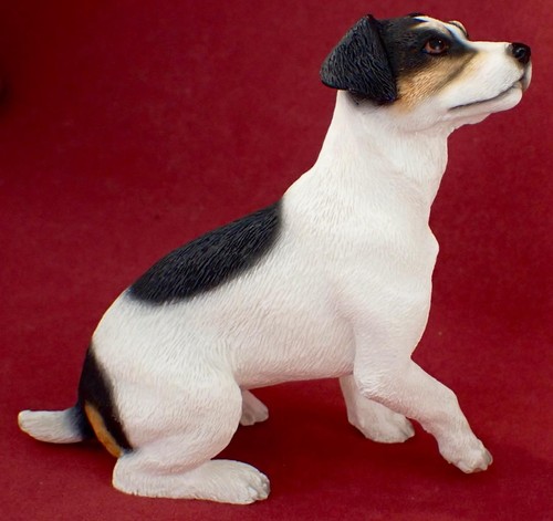 Jack russell dog - jack,