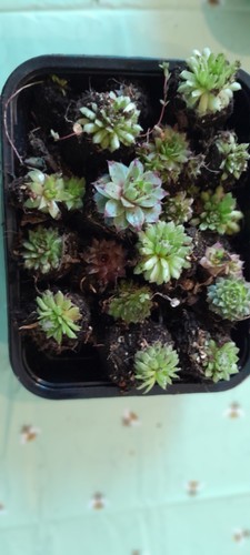Mixed box 16 - mixed,