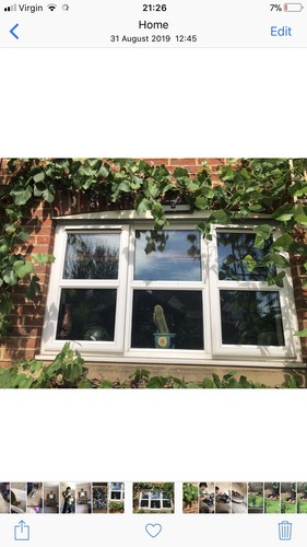 Highly prolific grape vine - grape,