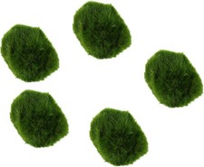 Biotope Aquatics Ltd - Live Marimo Moss Balls, Cladophora aegagropila Moss... 