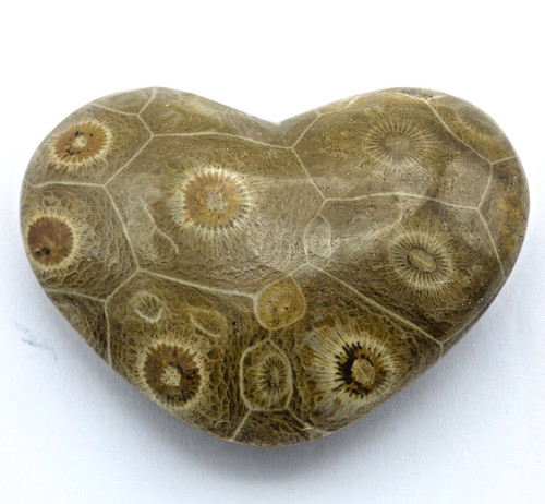 Fossil coral hexagonia heart - fossil,