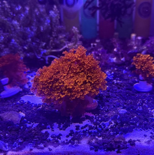 Atomic broccoli macro - broccoli, algae