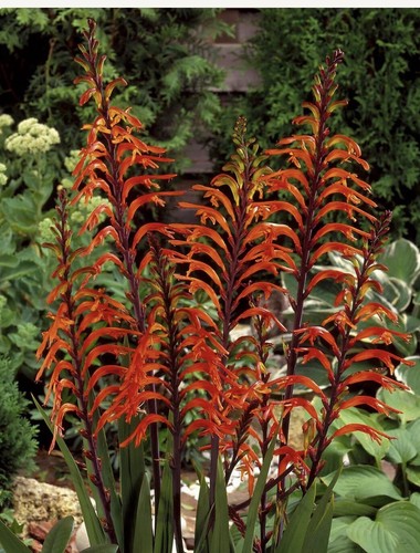 Chasmanthe floribunda - 4,
