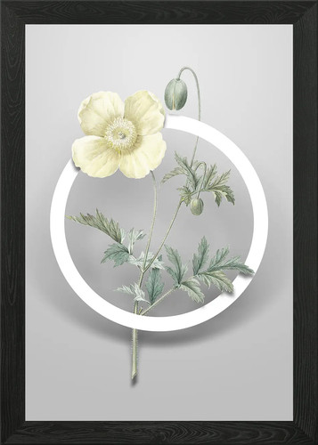 Vintage welsh poppy flower - vintage,