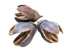 Bakuli Pods Natural Botanical For Aquarium Shrimp, Snails, Plecos