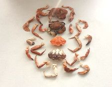 30 Medium Crab Claws and Legs